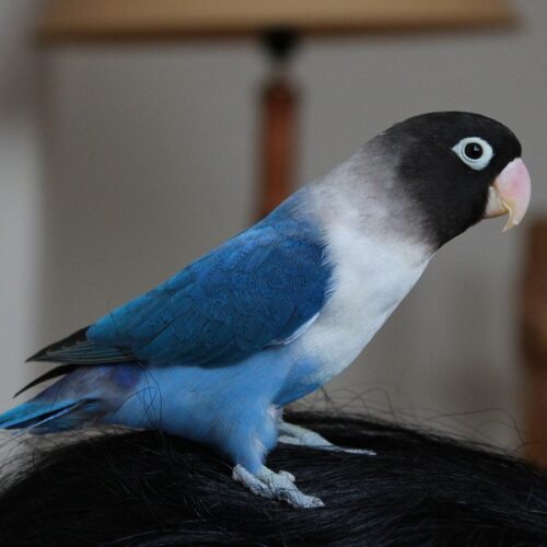 Zazu (Masked Lovebird, Male)