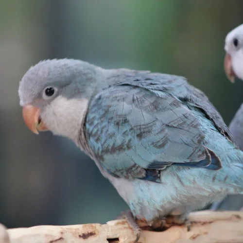 Skye (Quaker Parrot, Female)