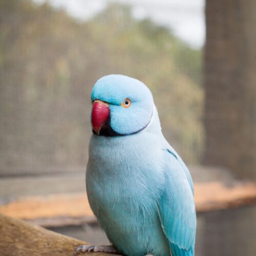Kiwi (Indian Ringneck, Male)