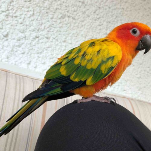 Sunny (Sun Conure, Male)