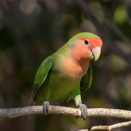Lulu (Peach-faced Lovebird, Female)